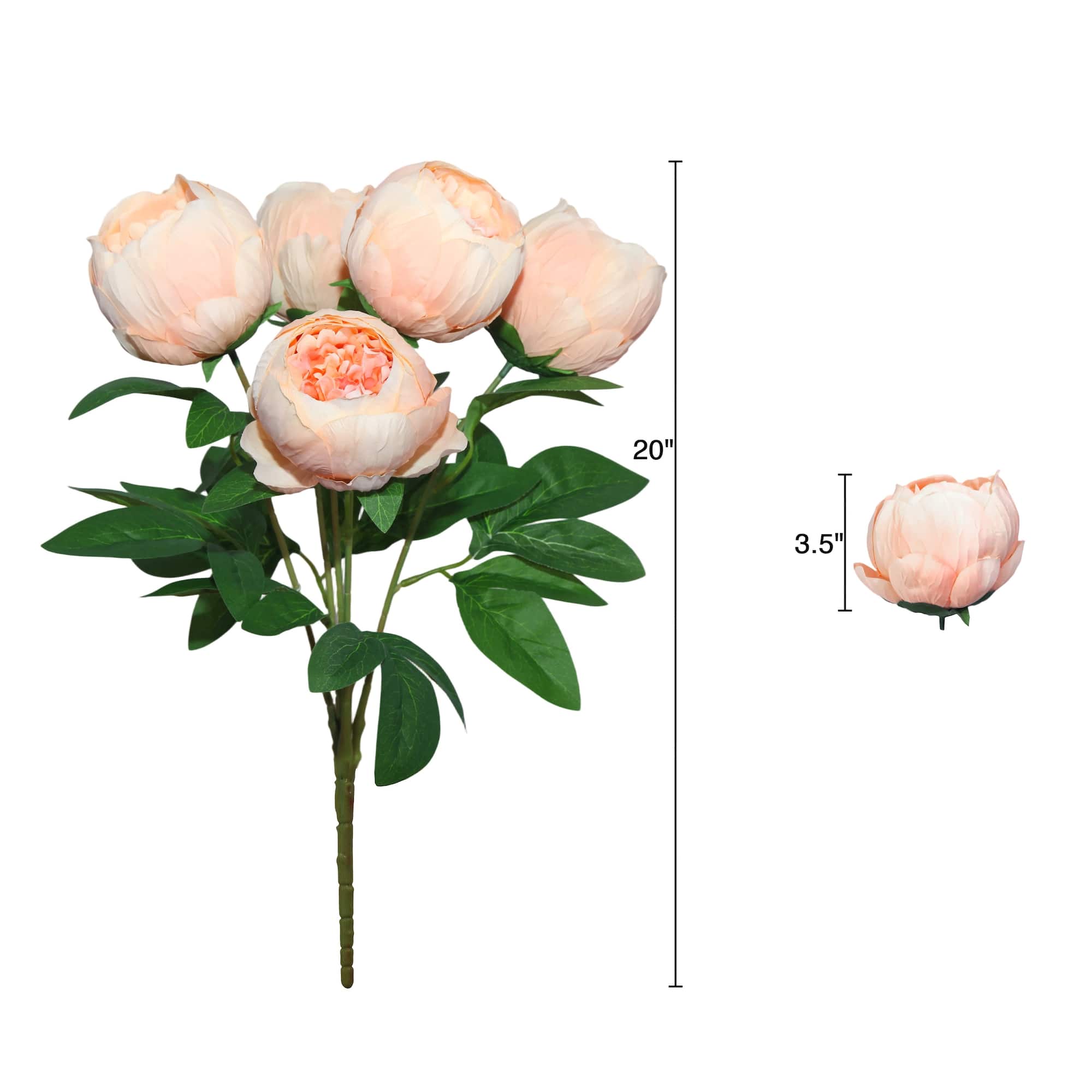 20" Peach Peony Deluxe Bush by Ashland®